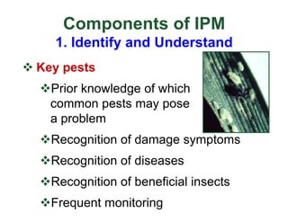 v Key pests
vPrior knowledge of which
common pests may pose
a problem
vRecognition of damage symptoms
vRecognition of diseases
vRecognition of beneficial insects
vFrequent monitoring
Components of IPM
1. Identify and Understand
 