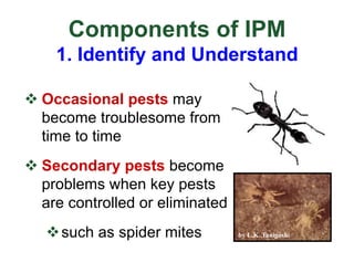 Components of IPM
1. Identify and Understand
v Occasional pests may
become troublesome from
time to time
v Secondary pests become
problems when key pests
are controlled or eliminated
vsuch as spider mites by L.K. Tanigoshi
 