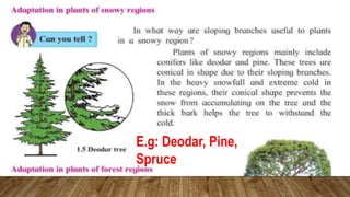 E.g: Deodar, Pine,
Spruce
 