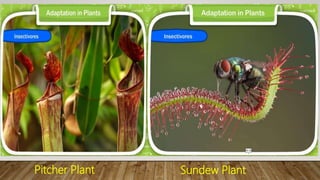 Sundew Plant
Pitcher Plant
 