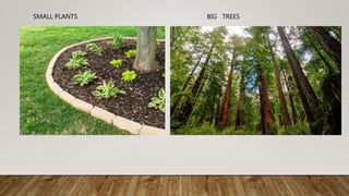 SMALL PLANTS BIG TREES
 