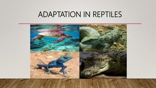 ADAPTATION IN REPTILES
 