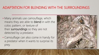 ADAPTATION FOR BLENDING WITH THE SURROUNDINGS
• Many animals use camouflage, which
means they are able to blend in with the
color, pattern, or texture of
their surroundings so they are not
detected by a predator.
• Camouflage can also come in handy for
a predator when it wants to surprise its
prey.
 