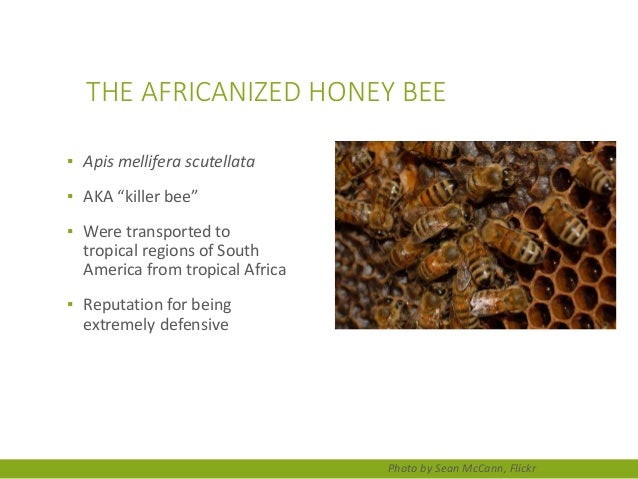 2017 Africanized Honey Bees Florida - Ch 1 The Place Of The Honey Bee In The World By Dr Kristen Healy Entomologist Lsu Agcenter 24 638 