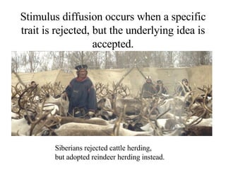 Stimulus diffusion occurs when a specific trait is rejected, but the underlying idea is accepted. Siberians rejected cattl...