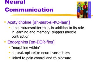 Neural Communication Acetylcholine [ah-seat-el-KO-leen]   a neurotransmitter that, in addition to its role in learning and memory, triggers muscle contraction Endorphins [en-DOR-fins]   “ morphine within”  natural, opiatelike neurotransmitters linked to pain control and to pleasure 