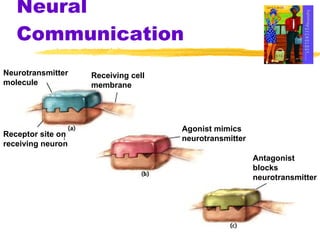 Neural Communication Neurotransmitter  molecule Receiving cell membrane Receptor site on receiving neuron Agonist mimics neurotransmitter Antagonist blocks neurotransmitter 