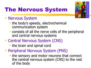 The Nervous System Nervous System   the body’s speedy, electrochemical communication system  consists of all the nerve cells of the peripheral and central nervous systems Central Nervous System (CNS)   the brain and spinal cord Peripheral Nervous System (PNS)   the sensory and motor neurons that connect the central nervous system (CNS) to the rest of the body 