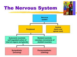 The Nervous System Central (brain and spinal cord) Nervous system Autonomic (controls self-regulated action of internal organs and glands) Skeletal (controls voluntary movements of skeletal muscles) Sympathetic  (arousing) Parasympathetic  (calming) Peripheral 