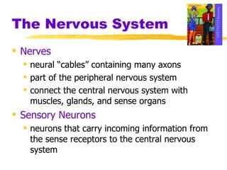 The Nervous System Nerves  neural “cables” containing many axons part of the peripheral nervous system connect the central nervous system with muscles, glands, and sense organs Sensory Neurons   neurons that carry incoming information from the sense receptors to the central nervous system 