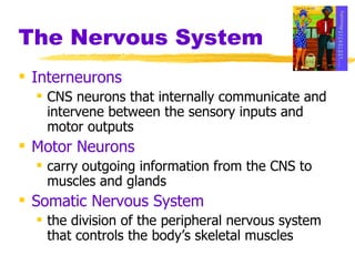 The Nervous System Interneurons  CNS neurons that internally communicate and intervene between the sensory inputs and motor outputs Motor Neurons carry outgoing information from the CNS to muscles and glands Somatic Nervous System the division of the peripheral nervous system that controls the body’s skeletal muscles 