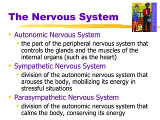 The Nervous System Autonomic Nervous System   the part of the peripheral nervous system that controls the glands and the muscles of the internal organs (such as the heart) Sympathetic Nervous System   division of the autonomic nervous system that arouses the body, mobilizing its energy in stressful situations Parasympathetic Nervous System   division of the autonomic nervous system that calms the body, conserving its energy 