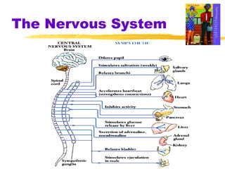 The Nervous System 