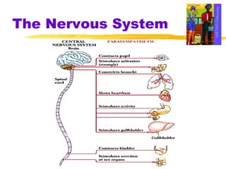 The Nervous System 