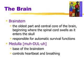 The Brain Brainstem   the oldest part and central core of the brain, beginning where the spinal cord swells as it enters the skull responsible for automatic survival functions Medulla [muh-DUL-uh]   base of the brainstem controls heartbeat and breathing 