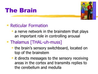 The Brain Reticular Formation a nerve network in the brainstem that plays an important role in controlling arousal Thalamus [THAL-uh-muss]   the brain’s sensory switchboard, located on top of the brainstem it directs messages to the sensory receiving areas in the cortex and transmits replies to the cerebellum and medulla 
