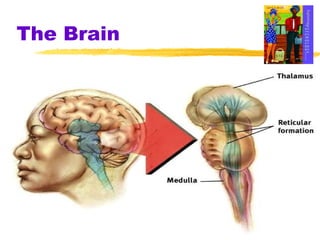 The Brain 