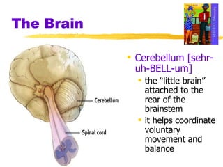 The Brain Cerebellum [sehr-uh-BELL-um]   the “little brain” attached to the rear of the brainstem it helps coordinate voluntary movement and balance 