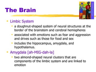The Brain Limbic System a doughnut-shaped system of neural structures at the border of the brainstem and cerebral hemispheres associated with emotions such as fear and aggression and drives such as those for food and sex  includes the hippocampus, amygdala, and hypothalamus. Amygdala [ah-MIG-dah-la]   two almond-shaped neural clusters that are components of the limbic system and are linked to emotion 