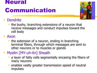 Neural Communication Dendrite the bushy, branching extensions of a neuron that receive messages and conduct impulses toward the cell body Axon the extension of a neuron, ending in branching terminal fibers, through which messages are sent to other neurons or to muscles or glands Myelin [MY-uh-lin] Sheath   a layer of fatty cells segmentally encasing the fibers of many neurons enables vastly greater transmission speed of neutral impulses 
