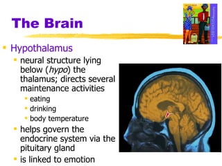 The Brain Hypothalamus neural structure lying below ( hypo ) the thalamus; directs several maintenance activities eating drinking body temperature helps govern the endocrine system via the pituitary gland is linked to emotion 