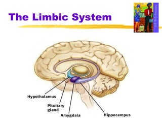 The Limbic System 
