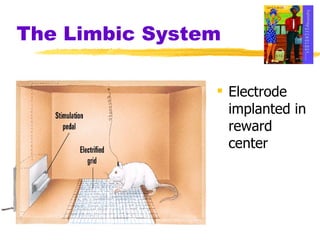 The Limbic System Electrode implanted in reward center 