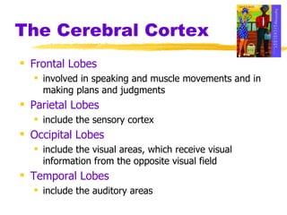 The Cerebral Cortex Frontal Lobes   involved in speaking and muscle movements and in making plans and judgments Parietal Lobes   include the sensory cortex Occipital Lobes   include the visual areas, which receive visual information from the opposite visual field Temporal Lobes   include the auditory areas 