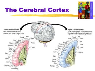 The Cerebral Cortex 