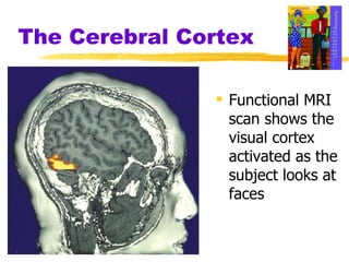 The Cerebral Cortex Functional MRI scan shows the visual cortex activated as the subject looks at faces 
