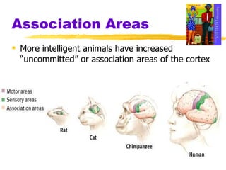 Association Areas More intelligent animals have increased “uncommitted” or association areas of the cortex 