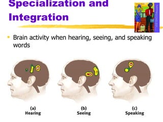 Specialization and Integration Brain activity when hearing, seeing, and speaking words 