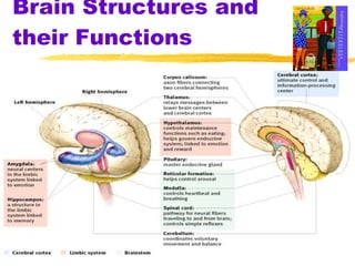 Brain Structures and their Functions 