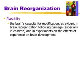 Brain Reorganization Plasticity the brain’s capacity for modification, as evident in brain reorganization following damage (especially in children) and in experiments on the effects of experience on brain development 