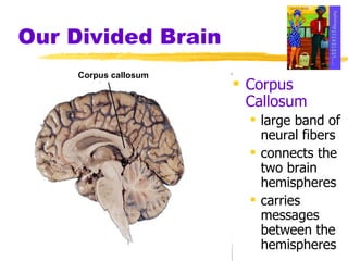 Our Divided Brain Corpus Callosum large band of neural fibers connects the two brain hemispheres  carries messages between the hemispheres Corpus callosum 