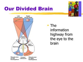 Our Divided Brain The information highway from the eye to the brain 