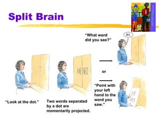 Split Brain “ Look at the dot.” Two words separated by a dot are  momentarily projected. “ What word did you see?” or “ Point with your left  hand to the word you  saw.” 