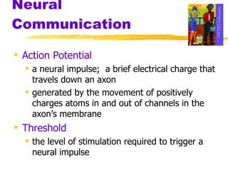 Neural Communication Action Potential   a neural impulse;  a brief electrical charge that travels down an axon generated by the movement of positively charges atoms in and out of channels in the axon’s membrane Threshold   the level of stimulation required to trigger a neural impulse 