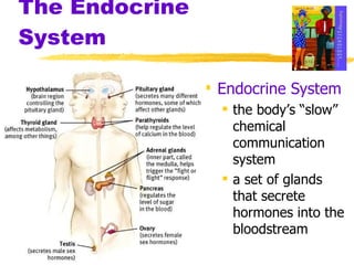The Endocrine System Endocrine System the body’s “slow” chemical communication system a set of glands that secrete hormones into the bloodstream 