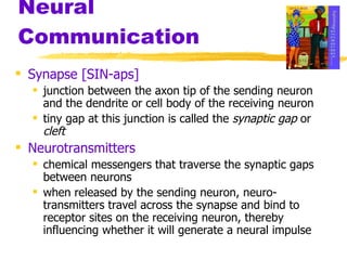 Neural Communication Synapse [SIN-aps] junction between the axon tip of the sending neuron and the dendrite or cell body of the receiving neuron tiny gap at this junction is called the  synaptic gap  or  cleft Neurotransmitters chemical messengers that traverse the synaptic gaps between neurons when released by the sending neuron, neuro-transmitters travel across the synapse and bind to receptor sites on the receiving neuron, thereby influencing whether it will generate a neural impulse 