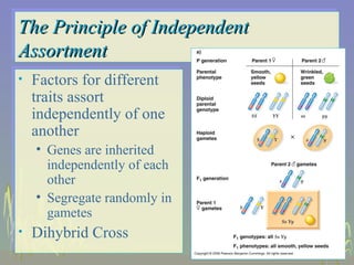 Branch diagram genetics