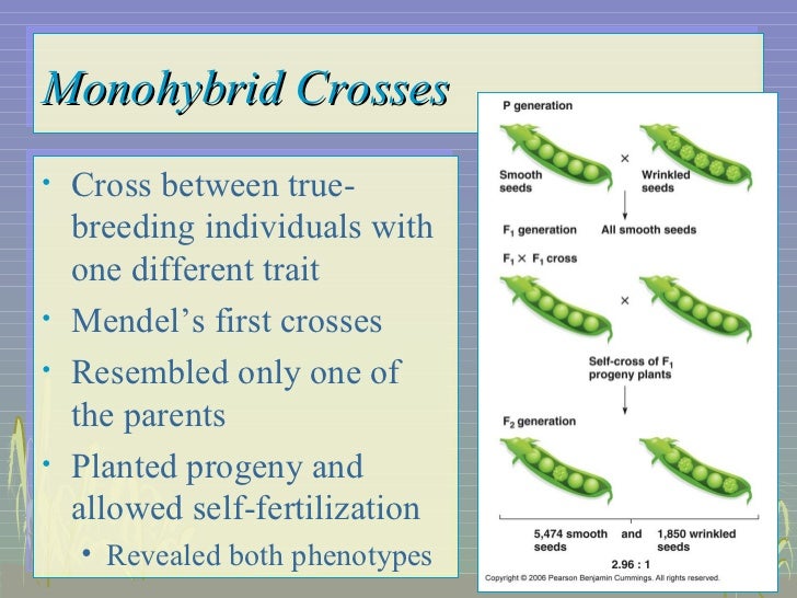Homework help genetics two trait crosses