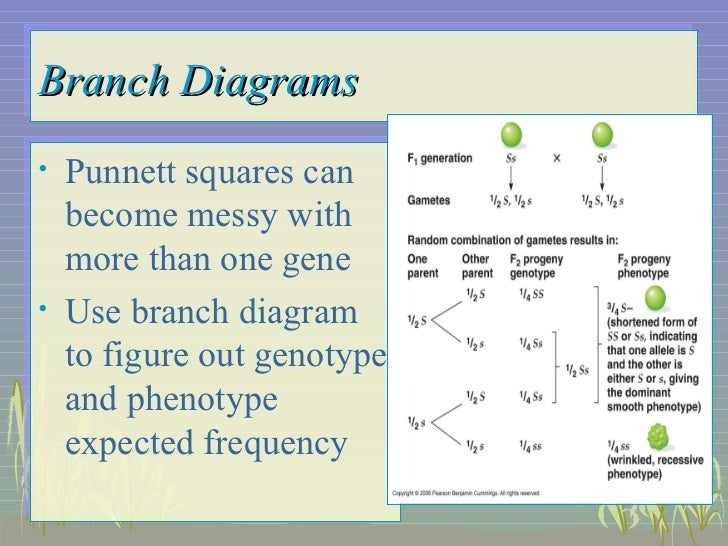 Branch Diagram Branch Diagram