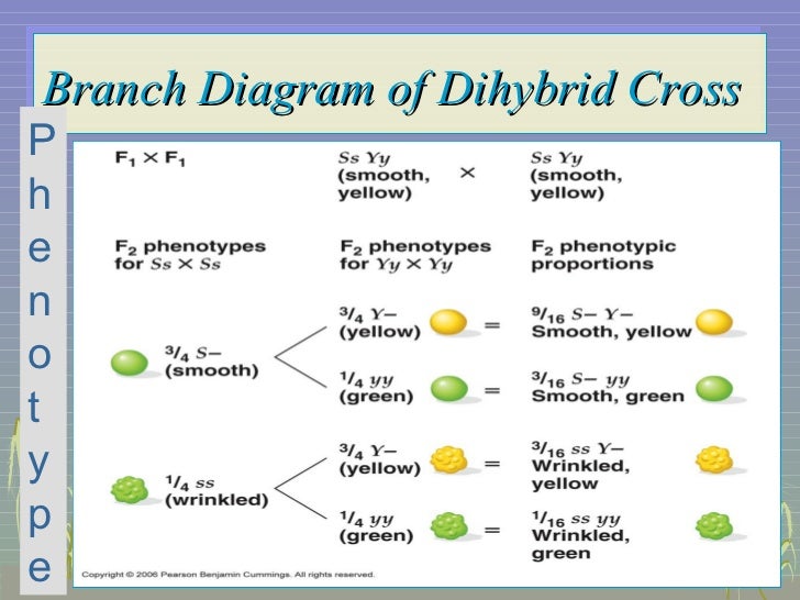 branch diagram genetics mendelian genetics branch diagram genetics mendelian genetics