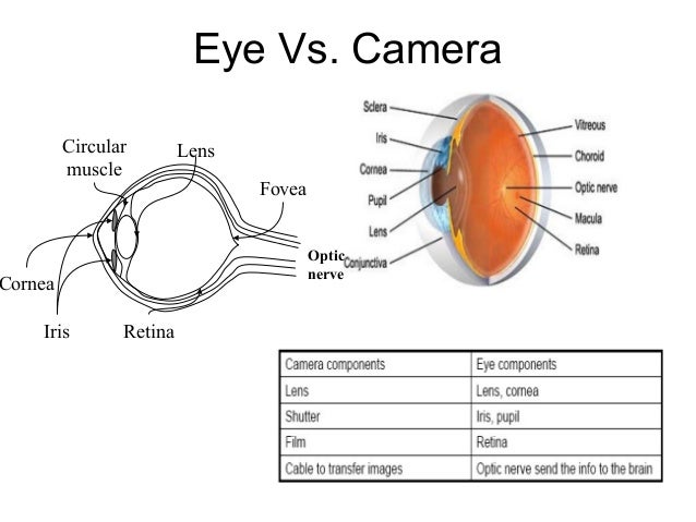Differenza Tra Liquid Retina E Super Retina