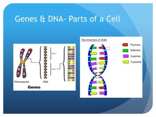 Genes & DNA- Parts of a Cell
 