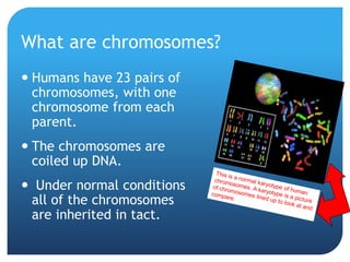 What are chromosomes?
 Humans have 23 pairs of
chromosomes, with one
chromosome from each
parent.
 The chromosomes are
coiled up DNA.
 Under normal conditions
all of the chromosomes
are inherited in tact.
 