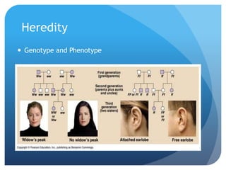 Heredity
 Genotype and Phenotype
 