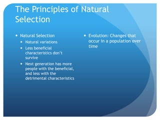The Principles of Natural
Selection
 Natural Selection
 Natural variations
 Less beneficial
characteristics don’t
survive
 Next generation has more
people with the beneficial,
and less with the
detrimental characteristics
 Evolution: Changes that
occur in a population over
time
 