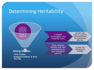 Determining Heritability
Sibling Studies!
•Twin Studies
•Adopted Children & their
Bio Sibs
How do
Evolutionary
Psychologists
Attempt to
Determine the
Impact of
Genetics?
Compare
monozygotic and
fraternal twins
to infer how
much of a genetic
component exists
for a particular
behavior.
Study adopted
children and their
resemblance to
their biological
parents
to infer the
influence of
heredity.
 